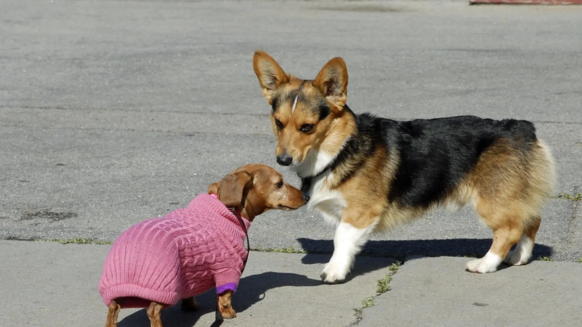 Las razas de perros con enanismo, una mutación genética con impacto en su salud y su bienestar