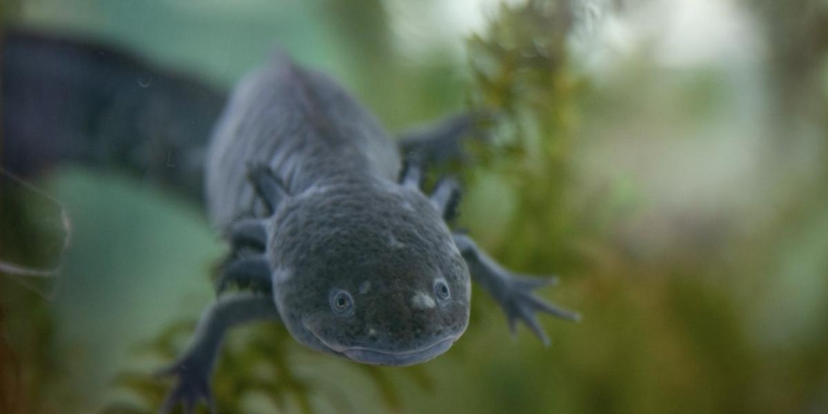 Le dernier recensement d'axolotl révèle sa survie, mais il est urgent de restaurer son habitat à Xochimilco.