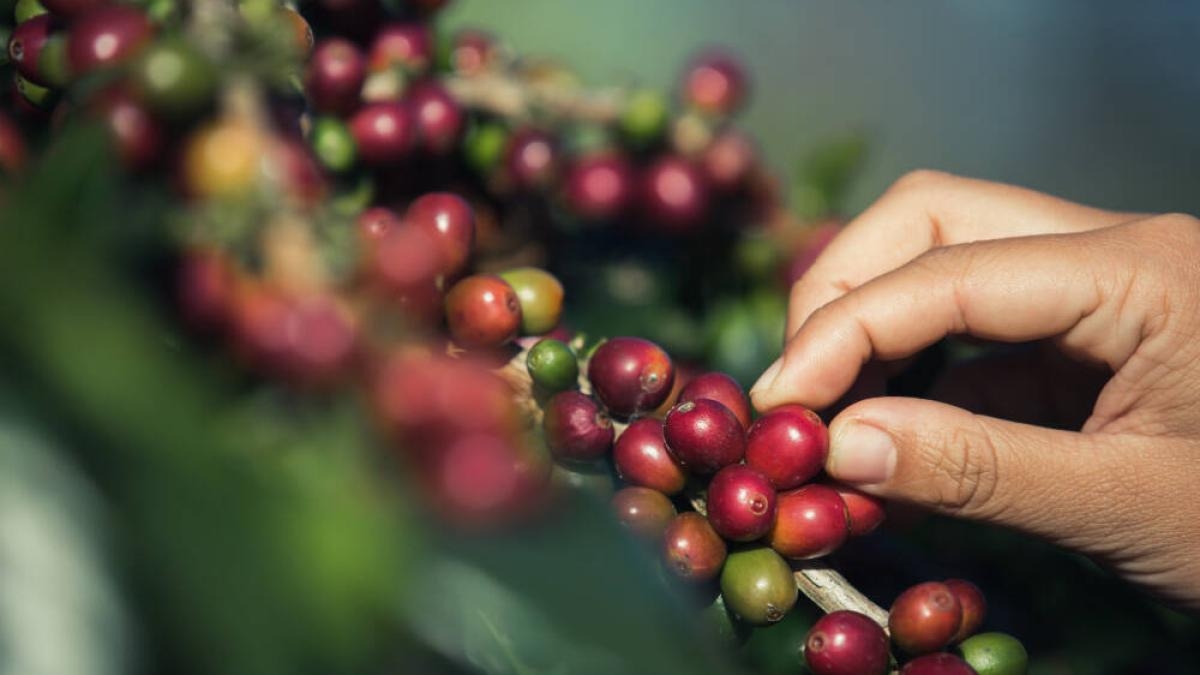 Depois de vários recordes, há espaço para o café subir ainda mais?
