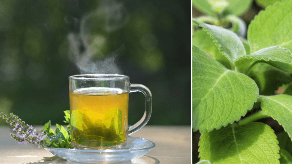 El té del hígado: la infusión milenaria que lo protege, depura y ayuda a disminuir la acidez