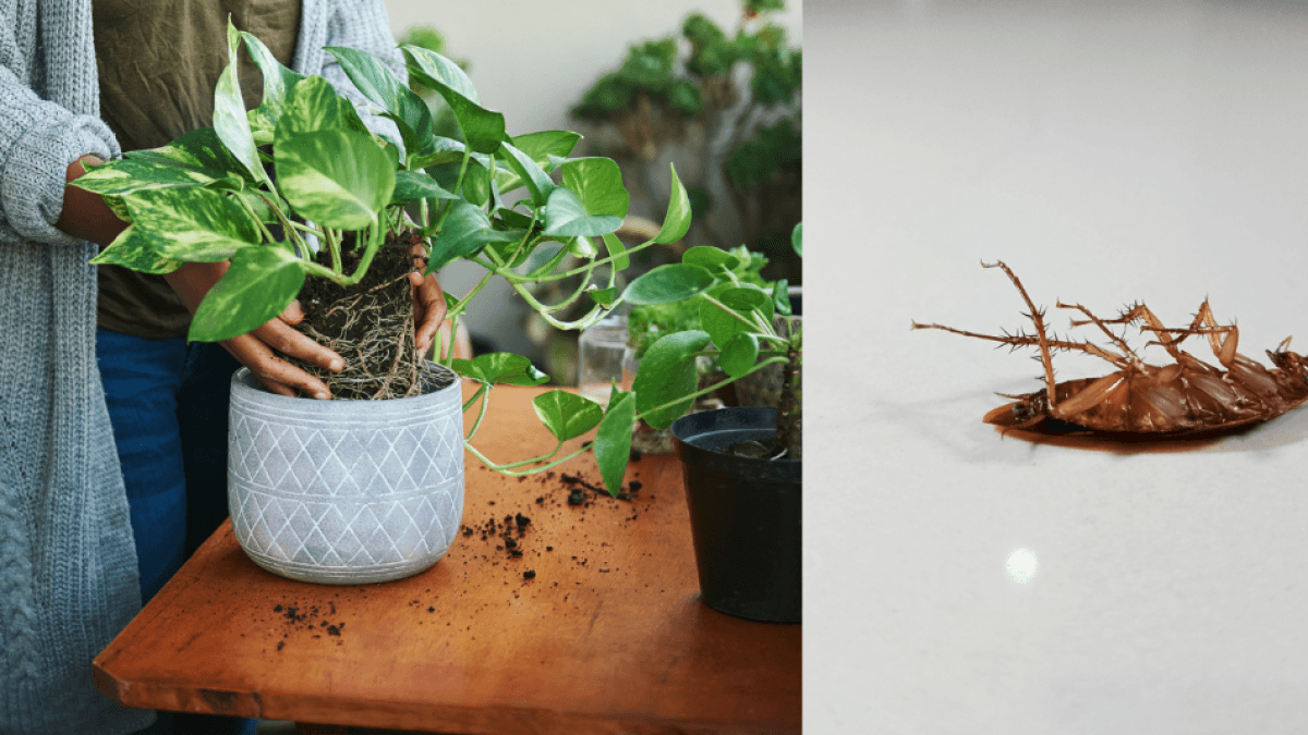 Die aromatische Pflanze, die Kakerlaken in Ihrem Zuhause fernhält