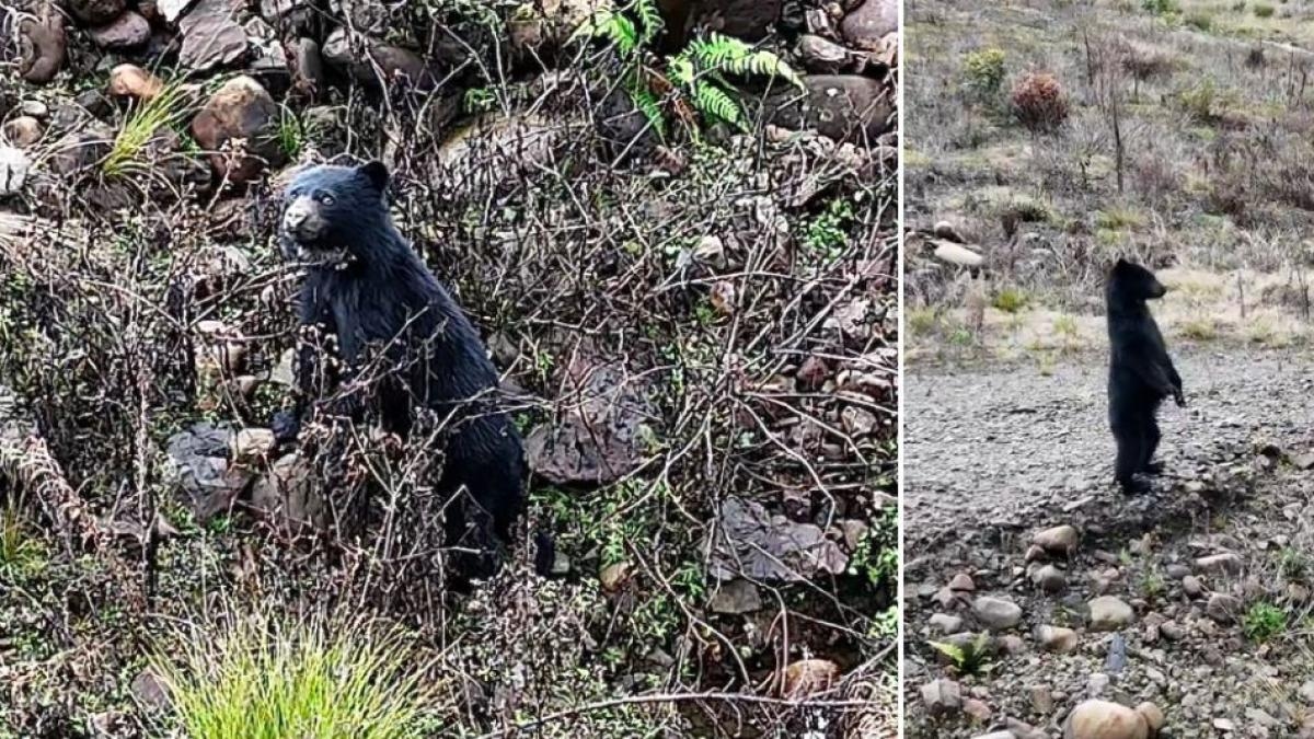 Osa de anteojos fue grabada jugando en el páramo de Chingaza: esta fue la particular reacción