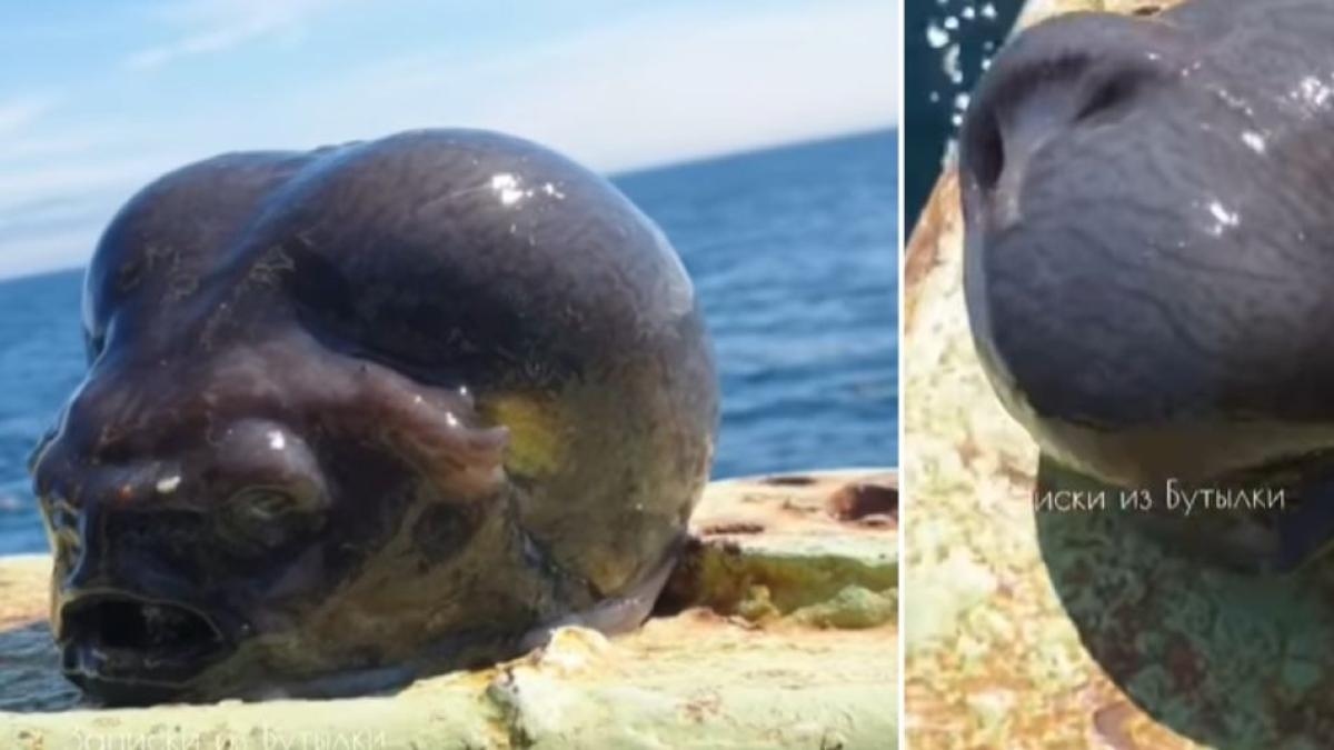 Fotos: Pescador pega peixe estranho com 'cabeça alienígena'