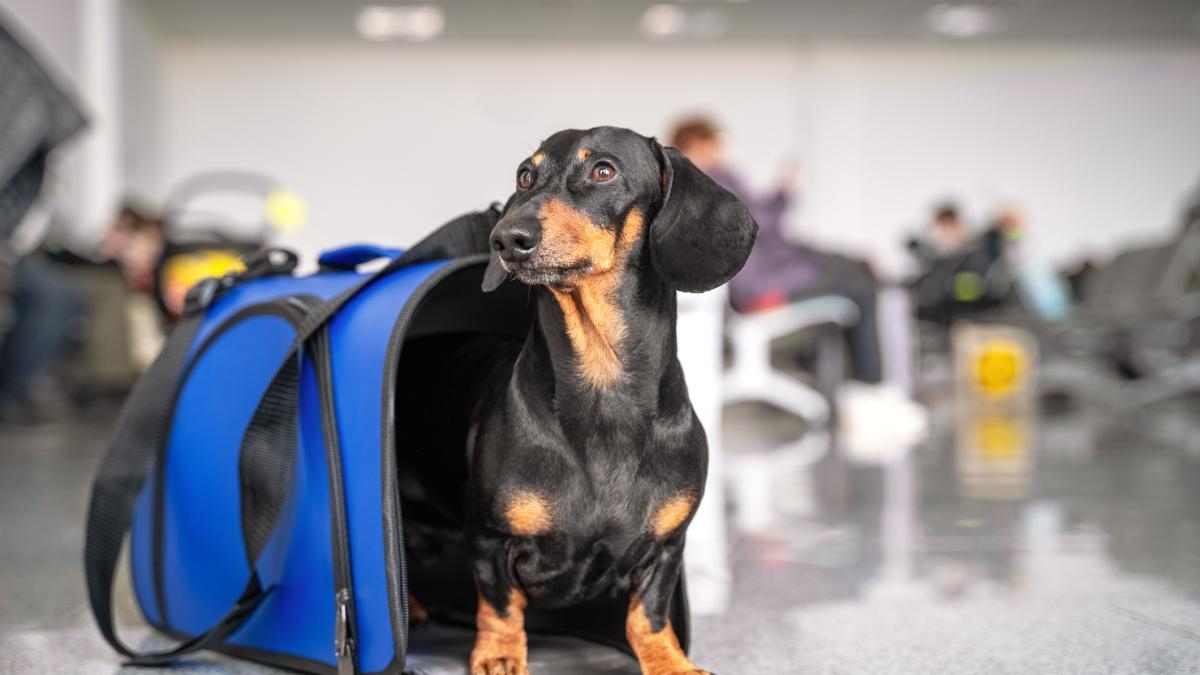 According to a survey, 15% of Colombians plan to travel with their pets: How the sector is adapting to pet-friendly tourism and what are the barriers?