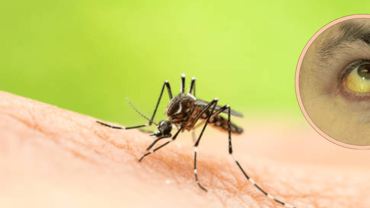 ¿Cuál es el ciclo de vida del zancudo aedes aegypti, el mosquito de la fiebre amarilla y cómo combatirlo?