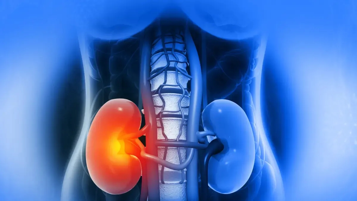 Sieben wichtige Tipps zur Nierenpflege laut einem Urologen