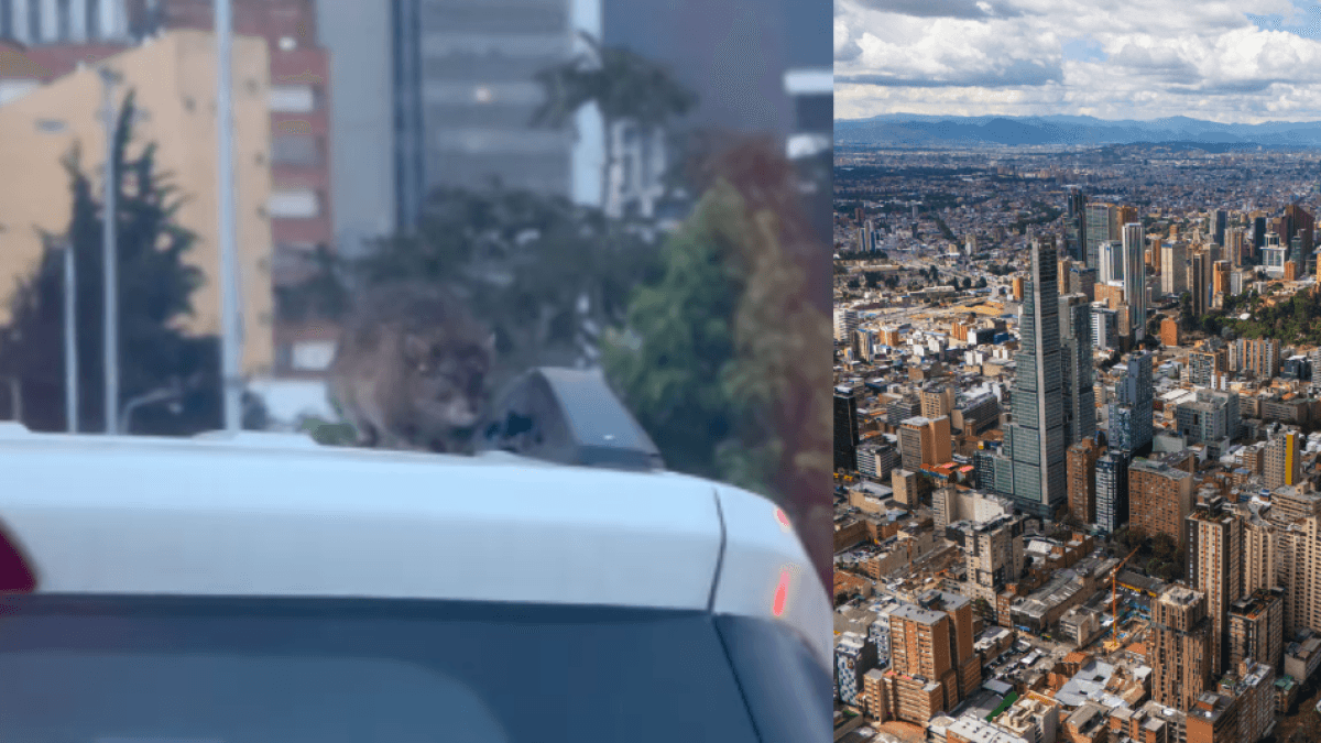 In Bogotá wurde eine riesige Ratte auf dem Dach eines Autos gefilmt.