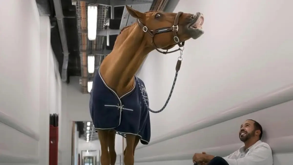 Doutor Peyo, o cavalo que acompanha pacientes terminais em hospitais franceses