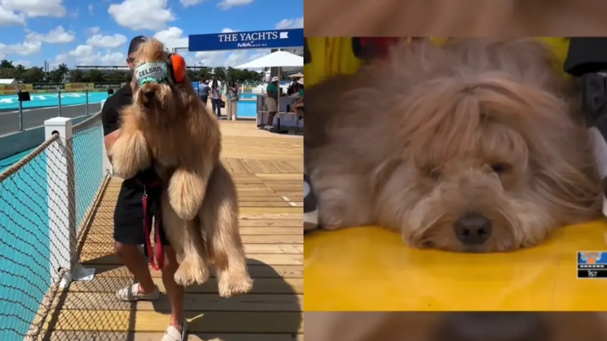Brodiethatdood, il cane influencer che assiste ai principali eventi sportivi della NBA, MLB e molto altro.