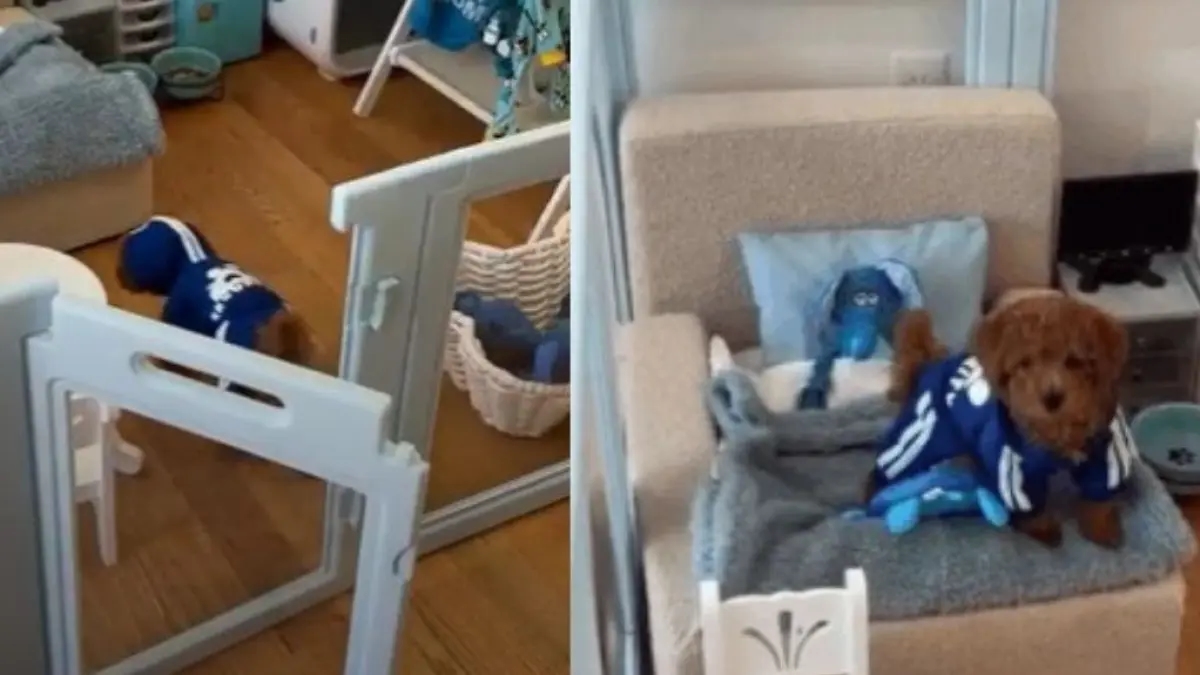 Viral en redes: crece la tendencia de diseñar miniapartamentos para perros y las opiniones están divididas
