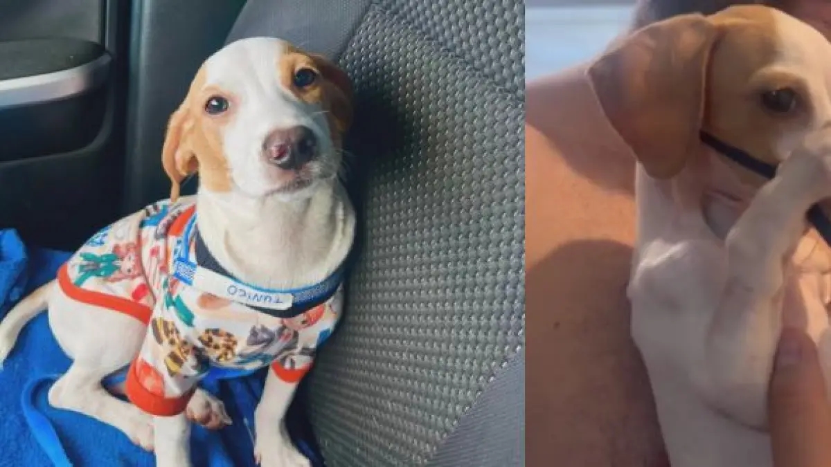 Video | The story of the dog who went viral for holding the nebulizer with his paws; the animal touched the hearts of internet users.