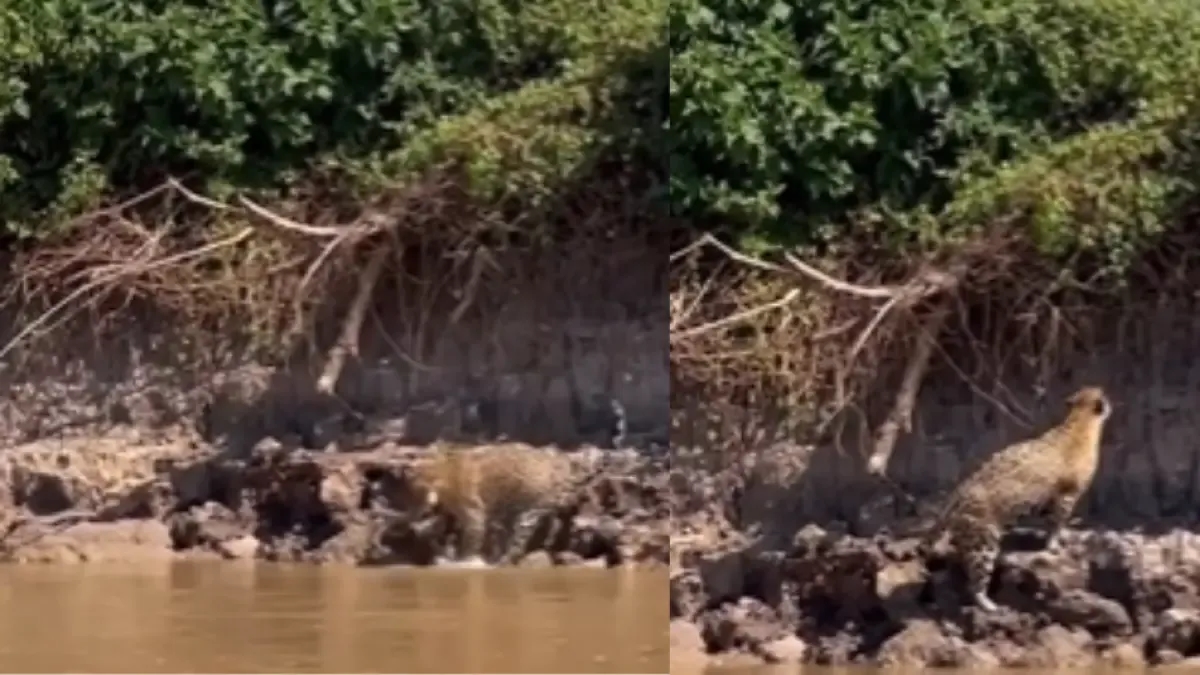 Video | Ein Jaguar kämpft gegen eine Anakonda, nachdem diese von einem Baum am Ufer eines Flusses in Brasilien gefallen ist.