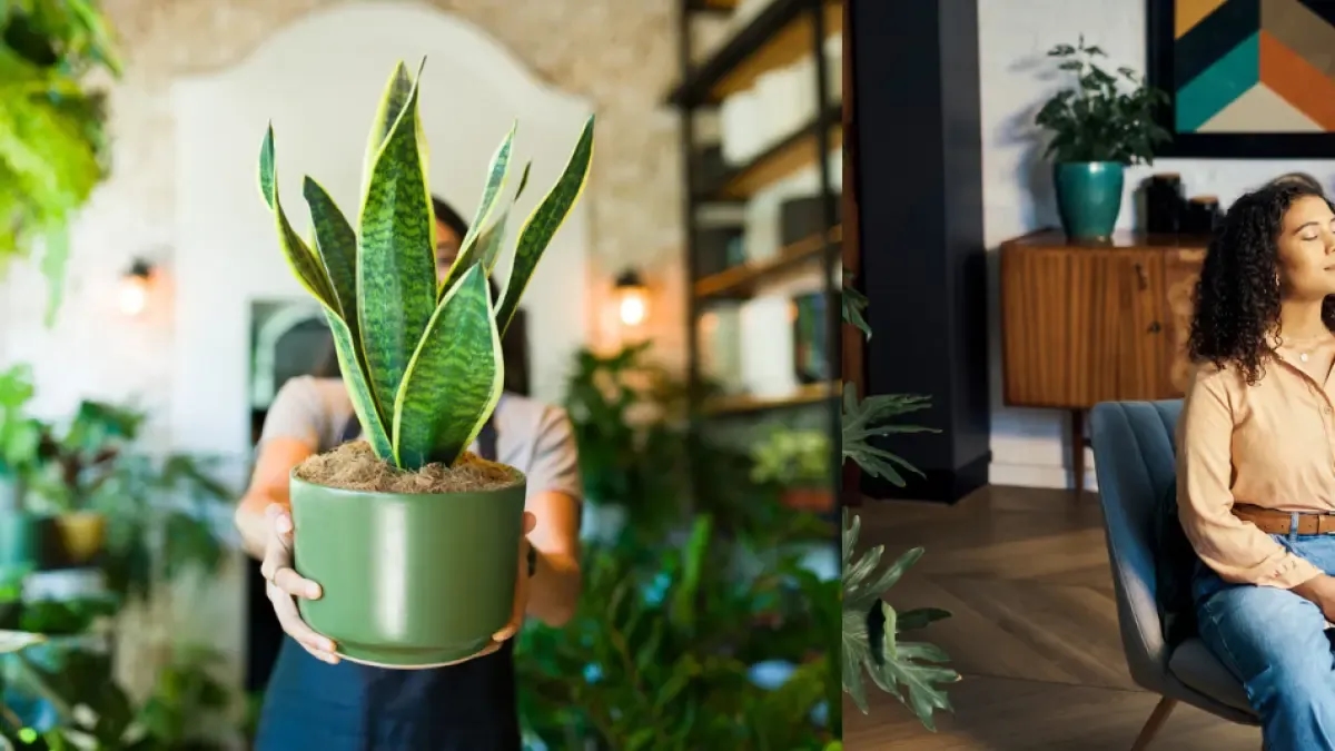 La lingua di suocera è la pianta migliore da tenere in una stanza: purifica l'intera casa attraverso l'ossigeno.