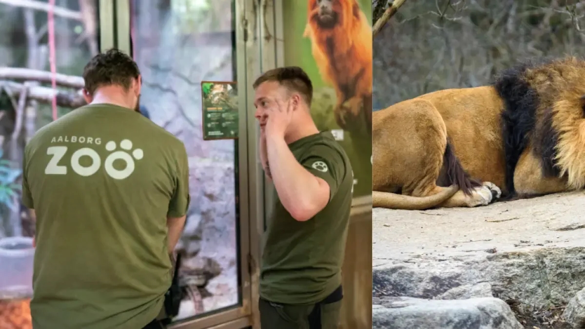 Outrage over Danish zoo seeking pet donations to feed animals in a 'more natural' way