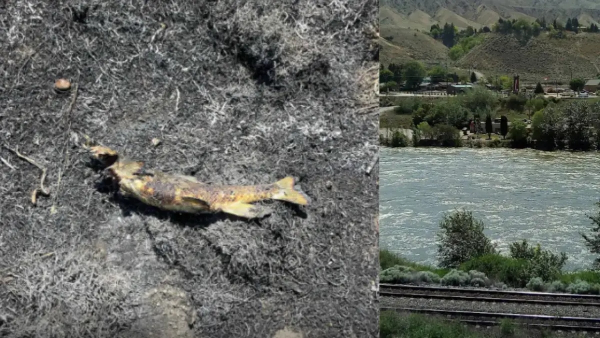 Un pesce è caduto dal cielo e ha causato un incendio in Canada