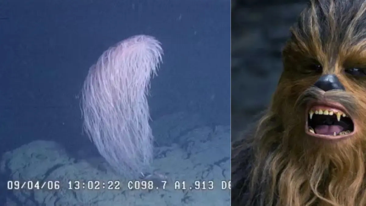 Cientistas descobrem 'Chewbacca', uma nova espécie de coral que eles comparam ao personagem de 'Star Wars'.