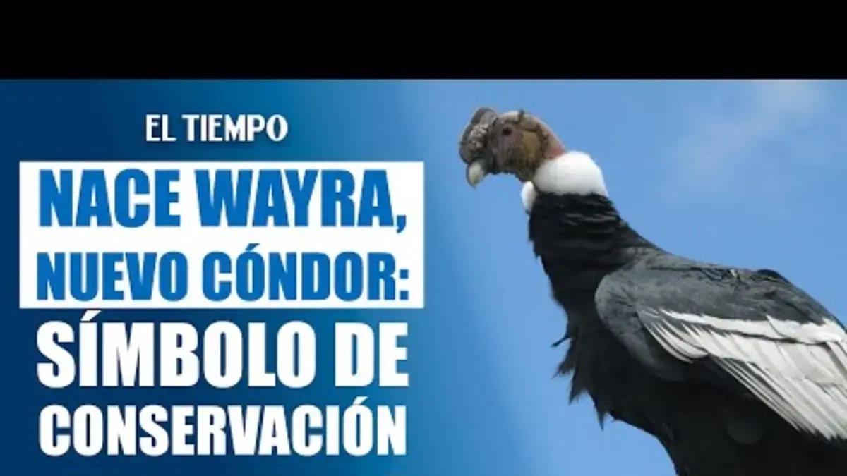 Wayra, o novo condor andino da Colômbia e irmã de Rafiki, nasceu; um terceiro ovo está sendo incubado.