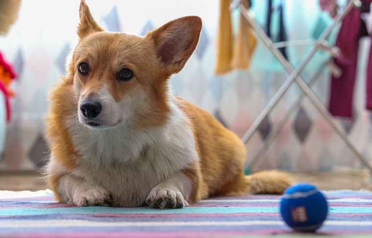 Russos receberam conselhos sobre como treinar um cachorro para ficar sozinho em casa