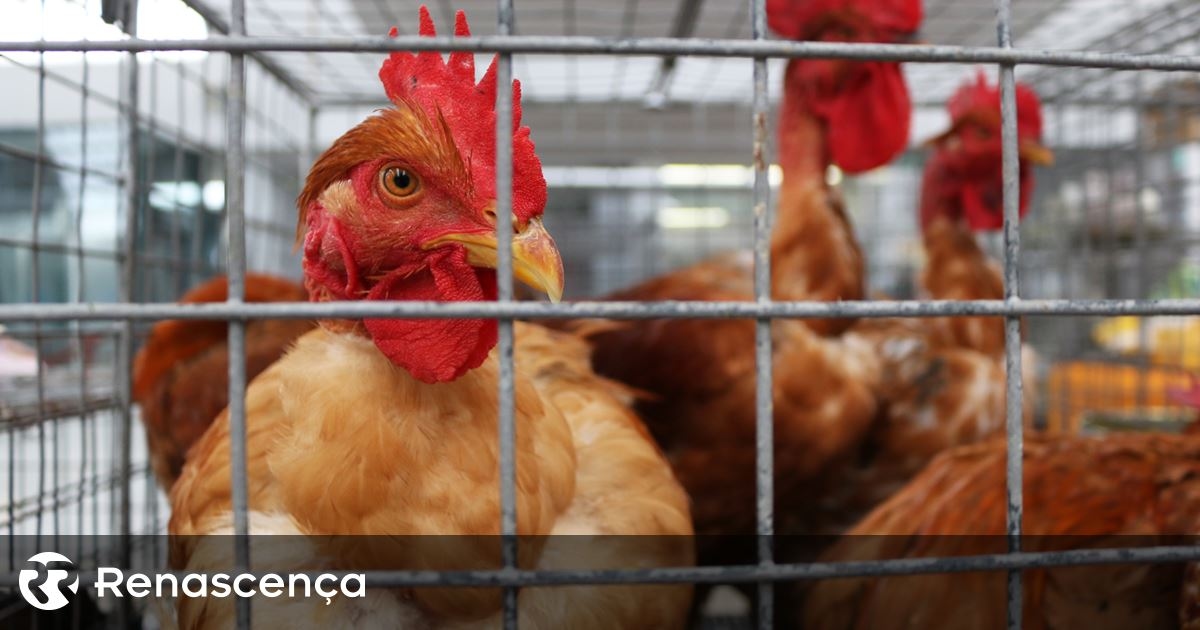 Brasil suspende ventas de pollo a Argentina, China y UE por caso de gripe aviar