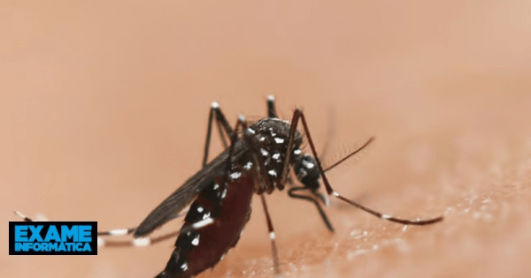 Enfermedad de transmisión sexual desarrollada entre mosquitos para controlar la malaria