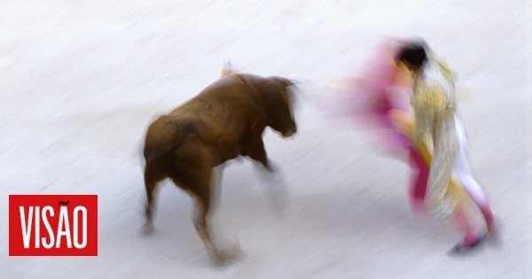 PAN denounces death of bull in bullfight on Terceira Island