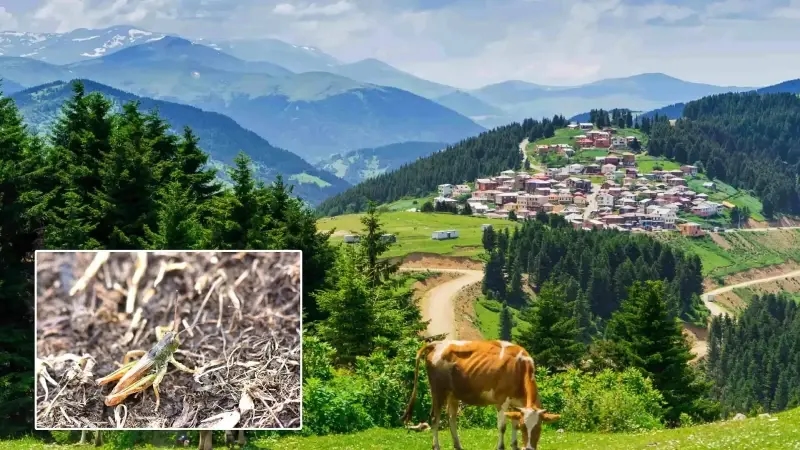 Er is een nieuwe insectensoort ontdekt in de Zwarte Zee: de soort werd in drie provincies aangetroffen en aan de wereld bekendgemaakt.