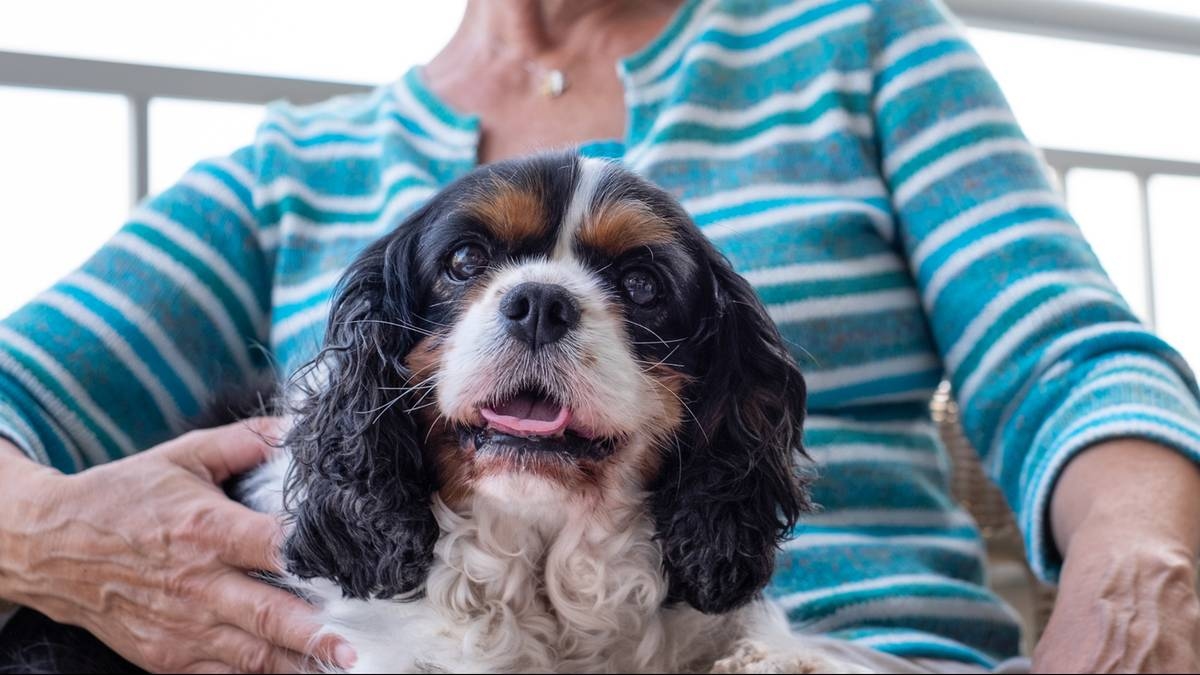 The Best Dogs for Seniors: These Breeds Make Daily Life Easier and Bring Joy