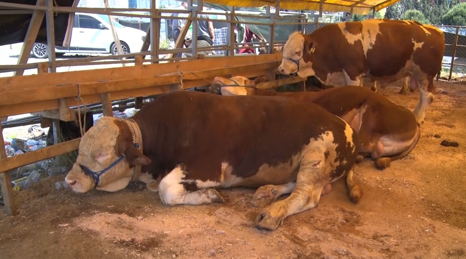 El segundo día del Eid en Esenyurt, se vendieron animales de sacrificio en grandes cantidades.