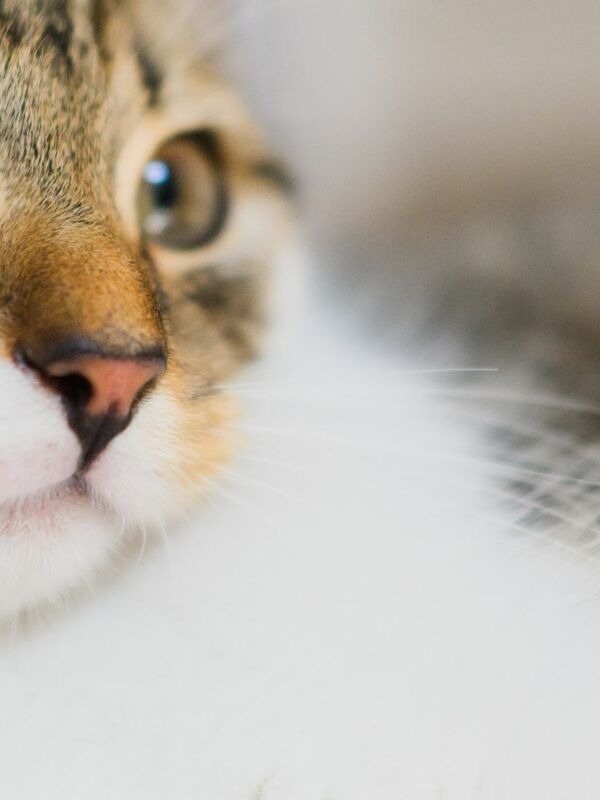 ¿Por qué muchos gatos duermen del lado izquierdo? ¿Qué revelan la postura de la cola y el uso de las patas sobre su estado de ánimo? Los investigadores buscan respuestas y solicitan la ayuda de los amantes de los gatos.