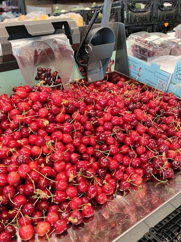 Los fruticultores alemanes esperan una cosecha de cerezas este verano mayor que la media de los últimos diez años.