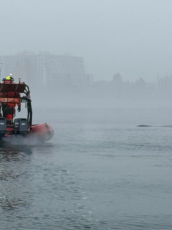 Una joven ballena jorobada queda enredada en unas redes cerca de un centro turístico polaco en el mar Báltico.