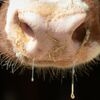 There have recently been outbreaks of the cattle disease “Lumpy Skin Disease” in Italy and France.