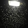 Do moths fly into the light? Street lighting can endanger insects.