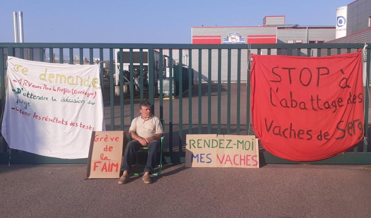 Dordonha: Para evitar que suas vacas sejam abatidas, ele inicia uma greve de fome