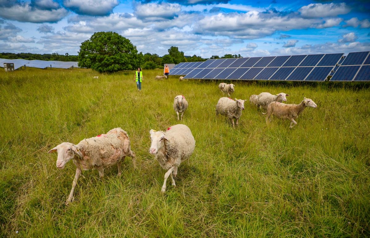 Präzisionslandwirtschaft, Solarenergie: In der Dordogne lädt uns das Vieh- und Territoriumsfestival ein, über die Zukunft nachzudenken