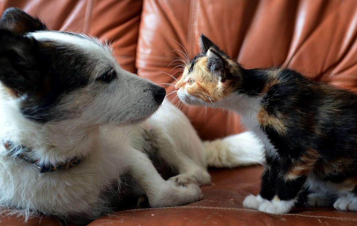 Bem-estar animal: como a Europa planeja regulamentar a criação de cães e gatos diante do aumento do tráfico