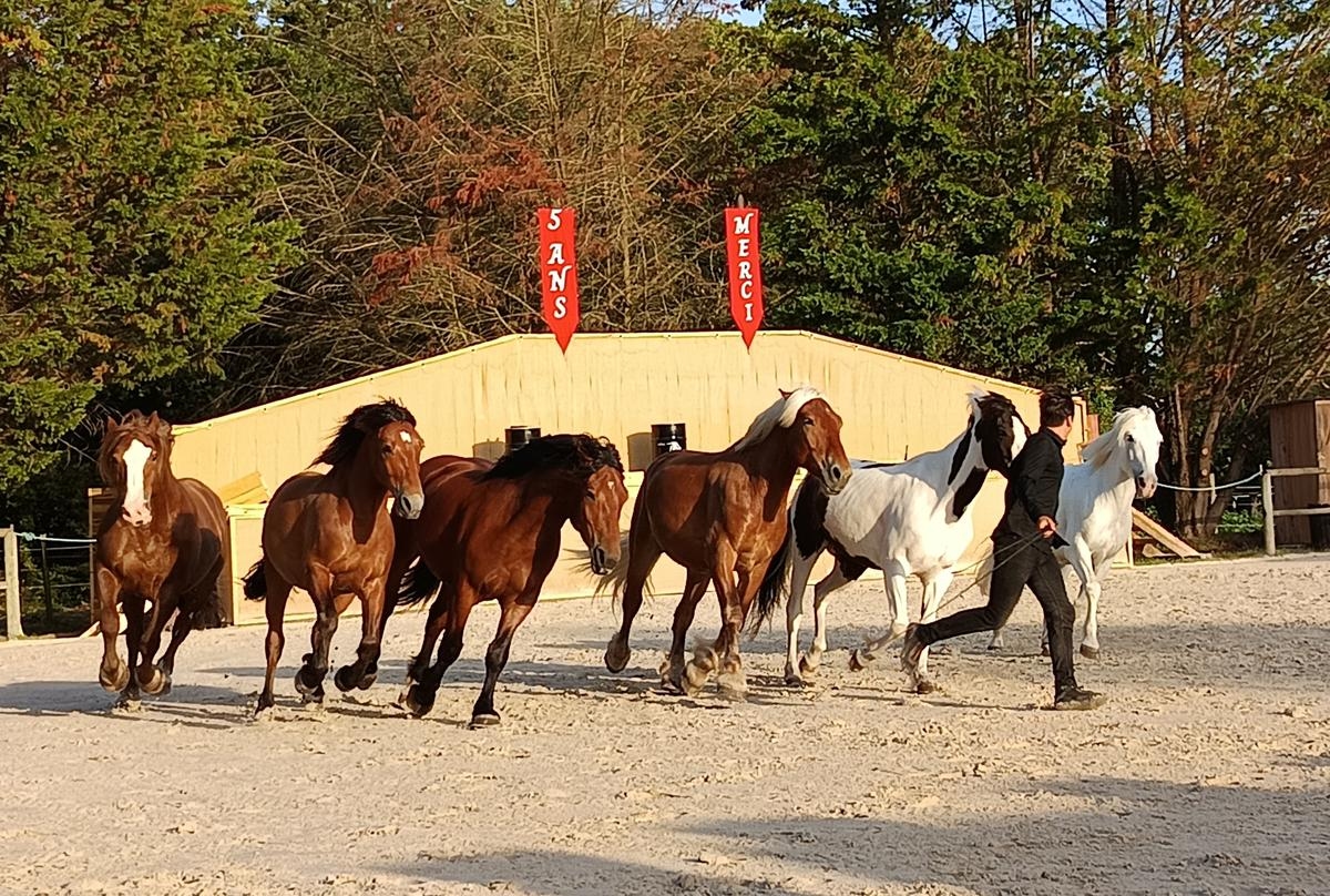 Saint-Georges-d'Oléron: lo spettacolo equestre festeggia in grande stile il suo quinto anniversario