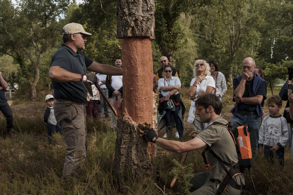 “Precisão, destreza e resistência”: a extracção de sobreiro a todo o vapor nas Landes