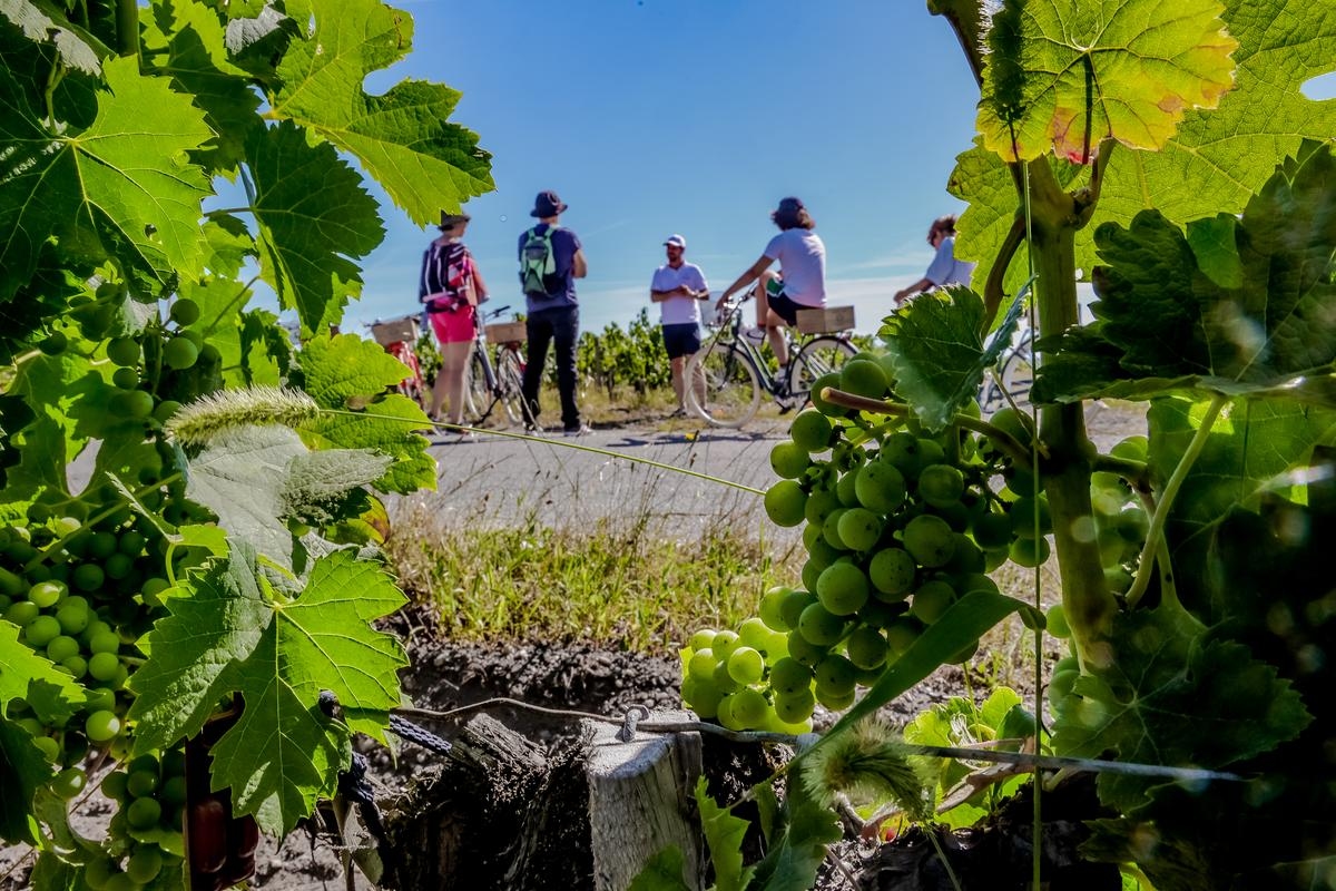 „Im Ausland ist es sehr stark reguliert und wird gefördert“: Sollte in der Region Bordeaux ebenfalls eine Gesetzgebung eingeführt werden, um den Weintourismus besser zu entwickeln?