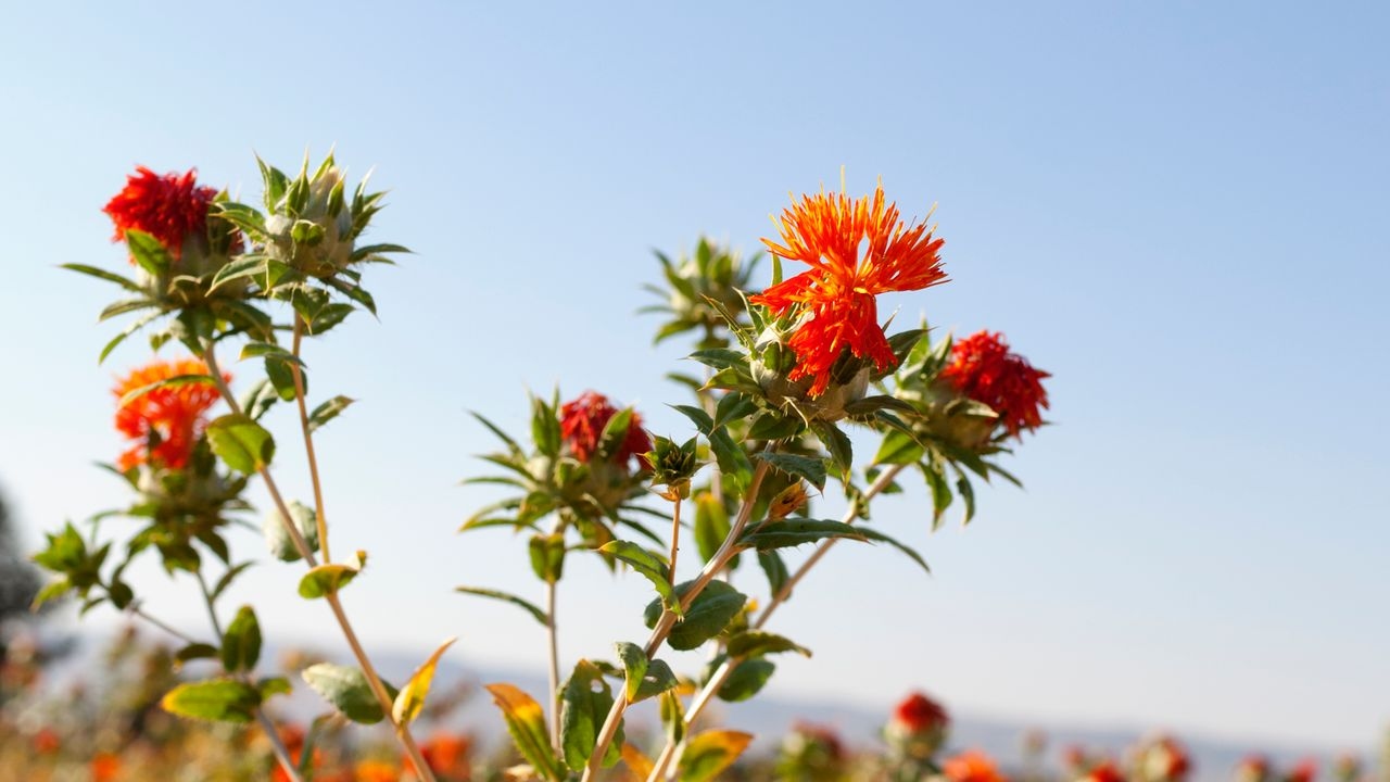 I traveled to Japan because a plant was found there that is said to reverse the signs of skin aging