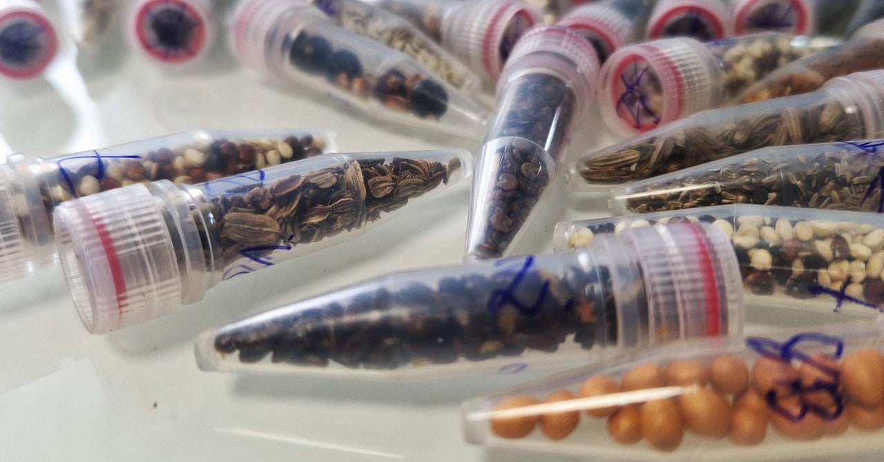 Los científicos envían semillas de cannabis al espacio