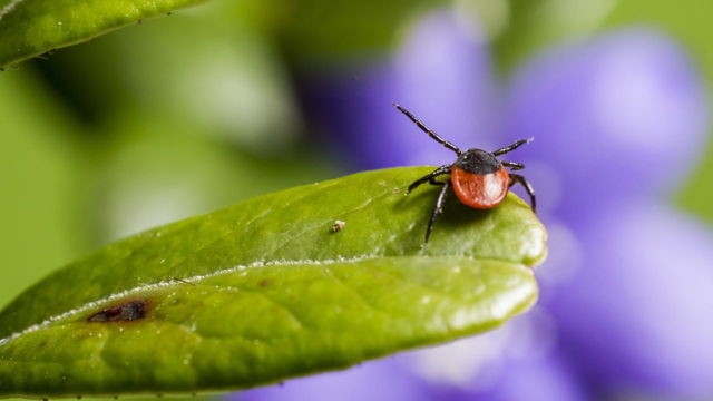 Infecções transmitidas por carrapatos - qual o perigo da anaplasmose? Um médico explica