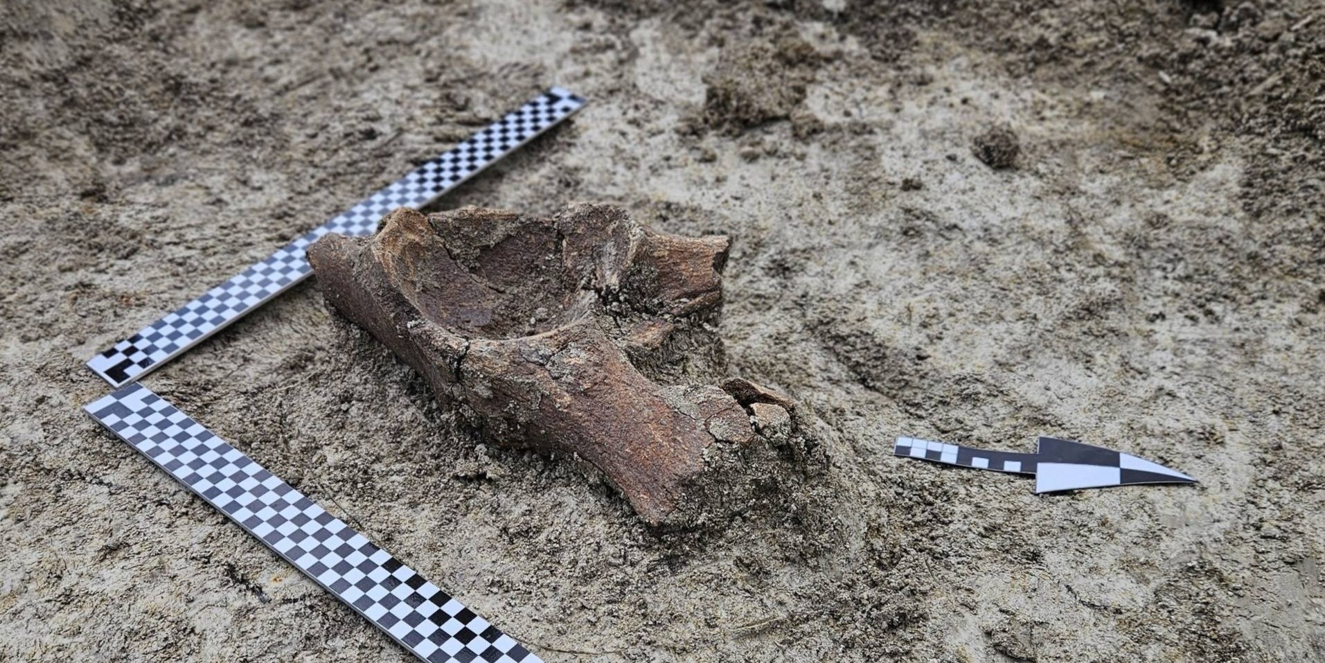 Ice Age mammoth remains found in Poland