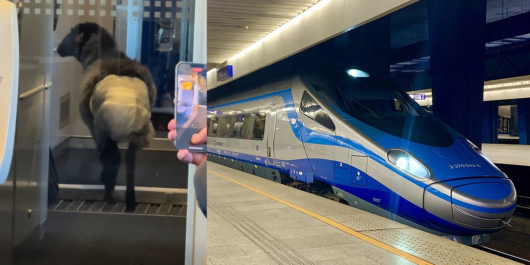 Pecora in pannolino avvistata su un treno ad alta velocità polacco