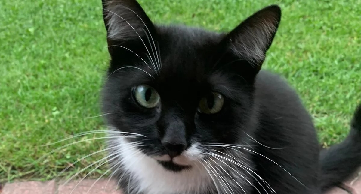 ¿Dónde están los gatos? Han estado atrapando animales que tenían dueño, y los residentes quieren recuperar a sus peludos compañeros.