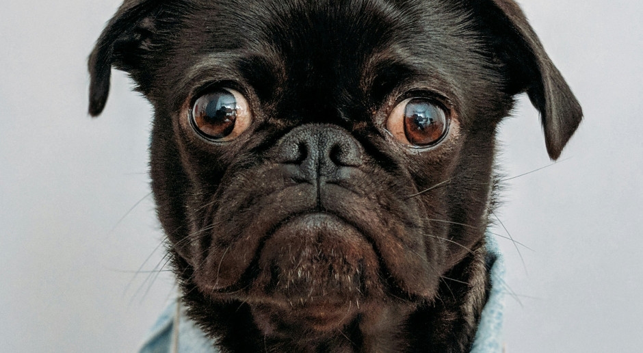 To have a dog, you will have to take a special course? This is not a joke, but a government project