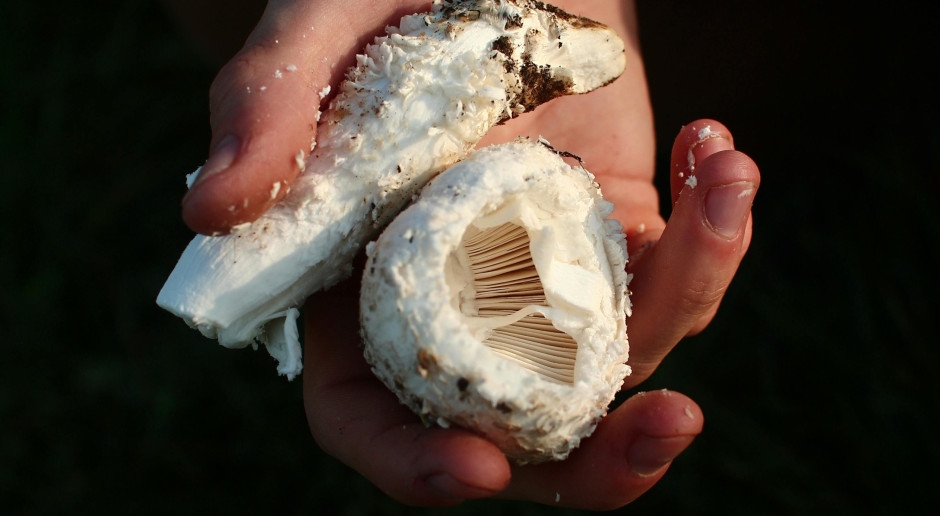 "Wild Gold" is the fragrance discovery of 2025. No one will pass by such perfumes indifferently