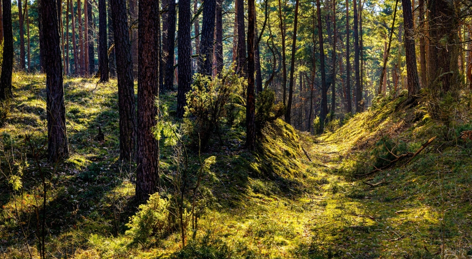 Het paddenstoelenseizoen is begonnen. Een mycoloog onthult waar de meeste paddenstoelen te vinden zijn.