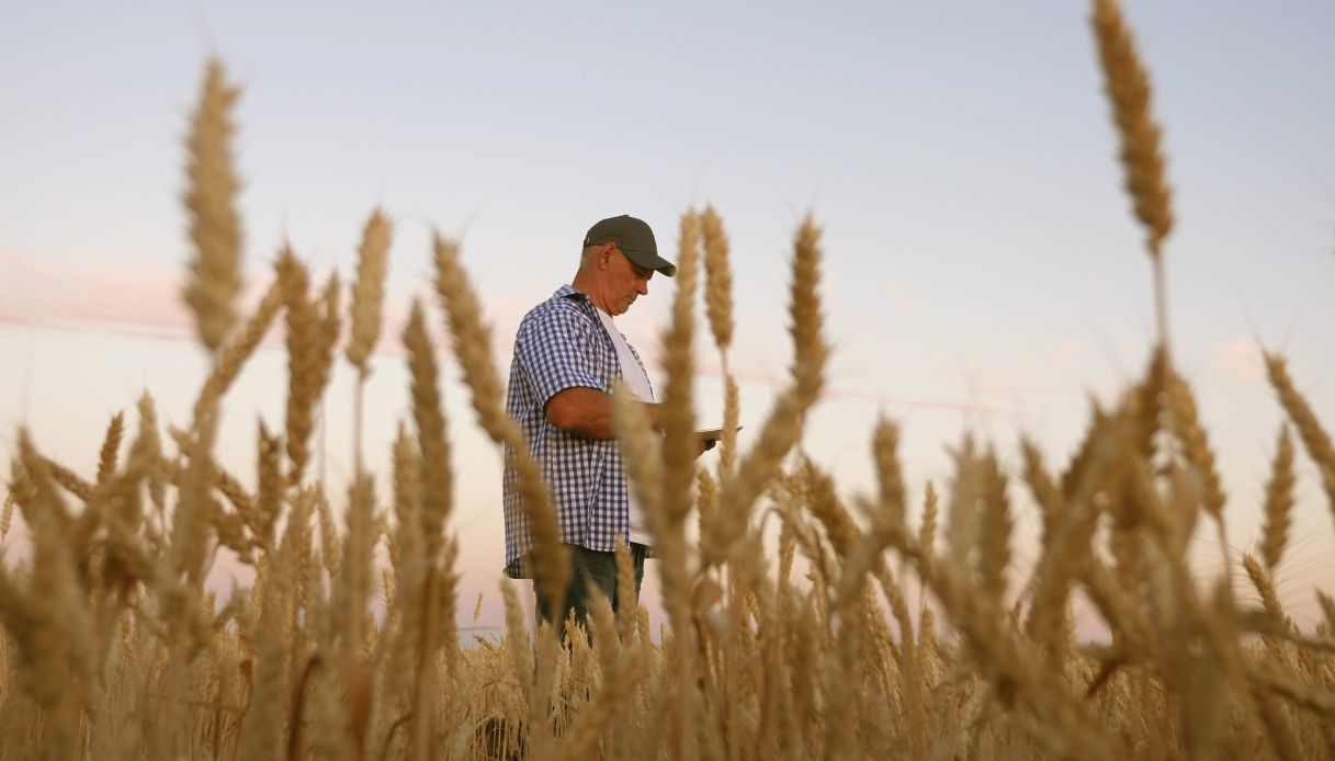 Italian wheat in crisis due to imports and low prices