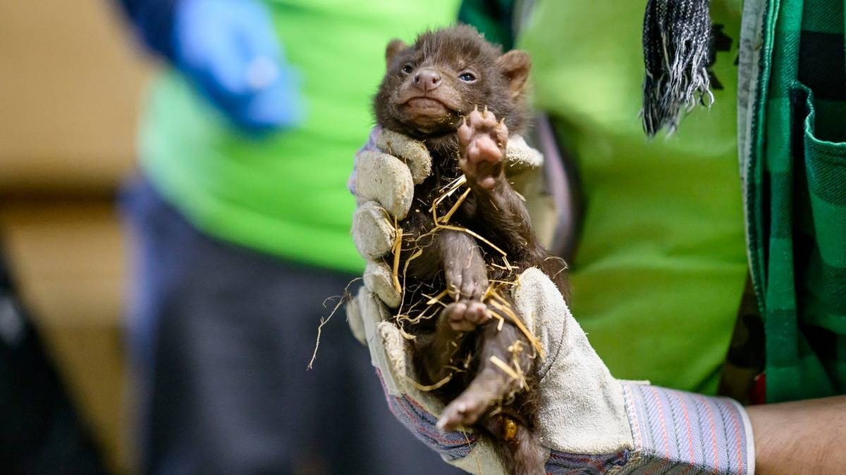 Un evento extraordinario en el Zoológico de Łódź. Nacieron tres empacadores